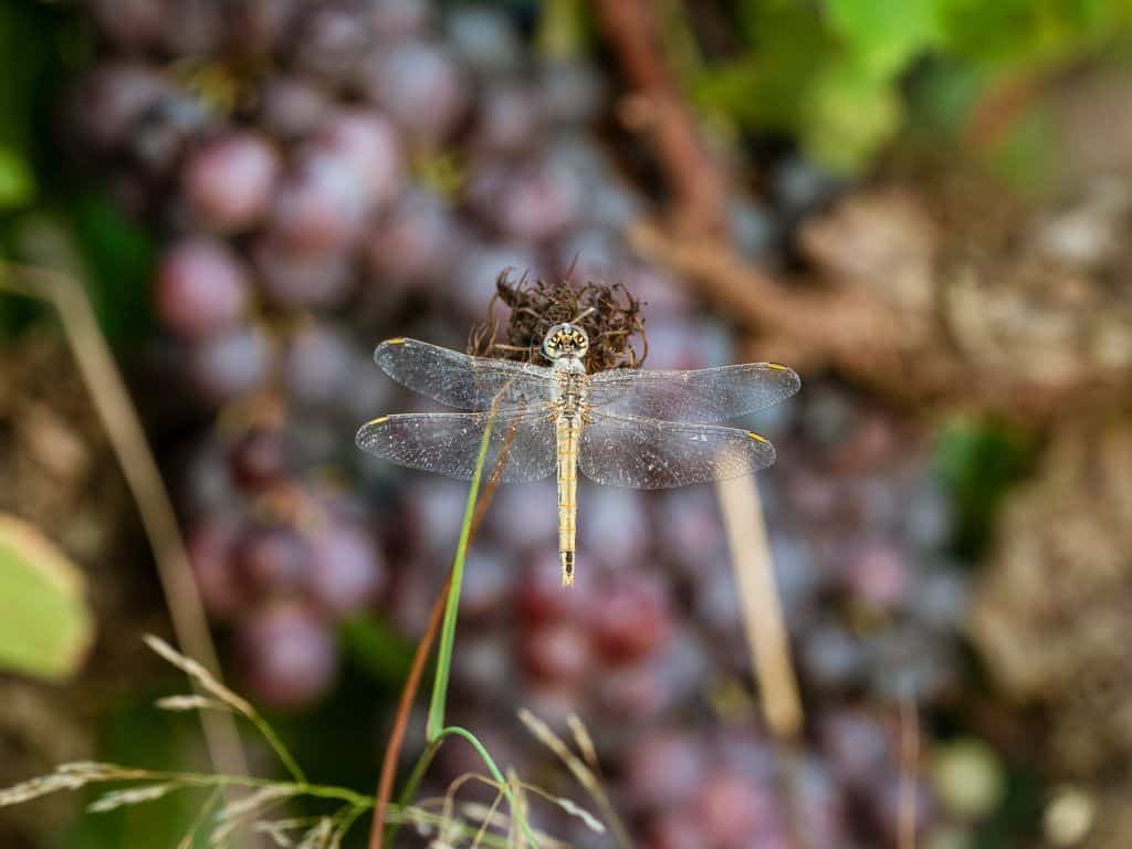 DSC03541_INSTAGRAM
